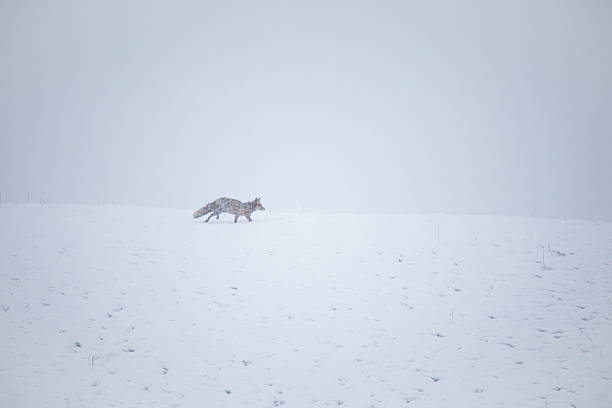 fox running in the snow on a winter day