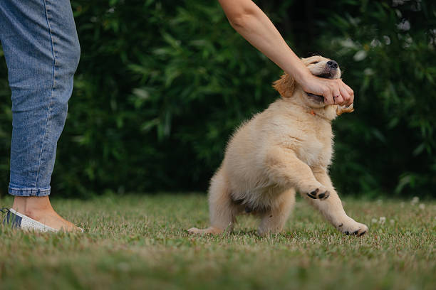The puppy bites the owner's hand