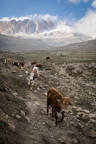 istock Herd of cows on high mountain pass 2249999924
