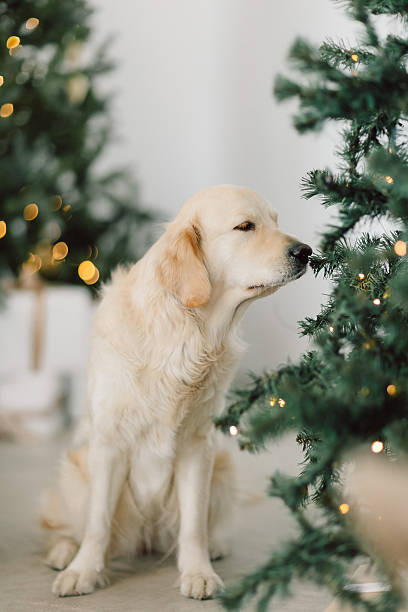 istock Golden Retriever smiling in front of lit up Christmas tree 2250000036