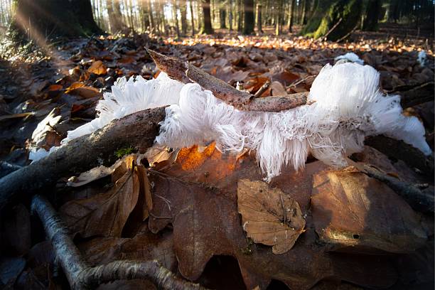 Rare natural phenomenon known as hair ice (ice wool, ice hair).