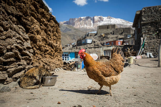 Remote mountain village and snowcapped mountains, Lahic, Greater Caucasus Mountains