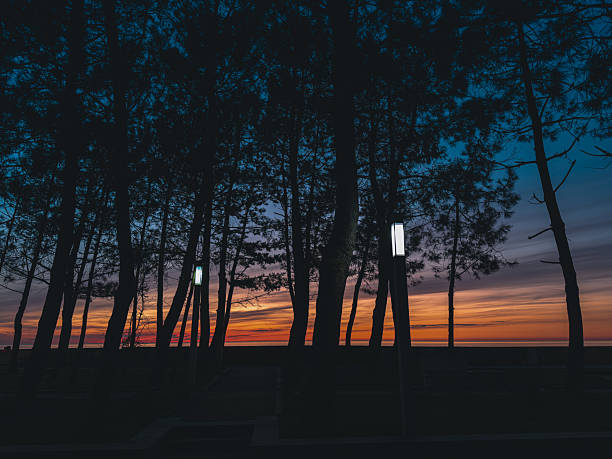 Batumi, Arjara, Georgia, Saqartvelo - Silhouetted Trees and Wrapped Plants on Promenade at Vibrant Sunset