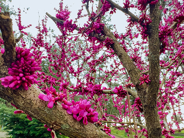 Spring flowers in woods