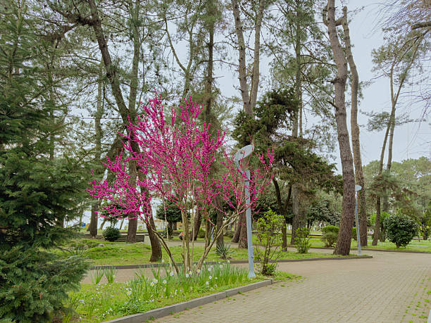 Vibrant purple rhododendron flowers blooming among lush green leaves in a tranquil garden space, showcasing the beauty of nature and the serenity of a private outdoor environment.