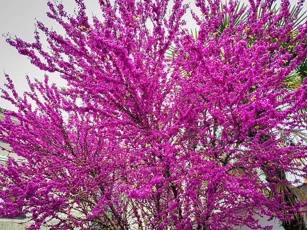 Batumi, Arjara, Georgia, Saqartvelo - Purple Judas Tree Blossoms in Spring Park with Daffodils