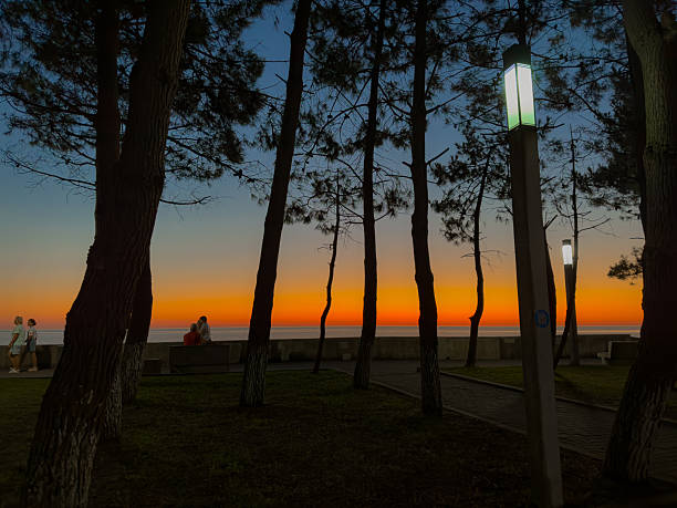 Batumi, Arjara, Georgia, Saqartvelo - Silhouetted Trees and Wrapped Plants on Promenade at Vibrant Sunset