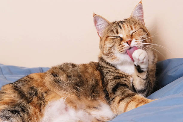 istock cat lies on bed while thoroughly washing its face with paw 2250005710
