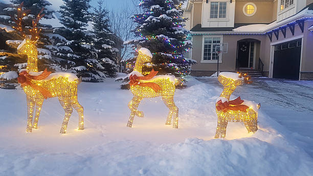 Calgary,Alberta, Canada - November 30,2025:  Winter evening with snow. Front Yard of home decorated with lights and seasonal Golden Deer. Evergreen trees decorated.