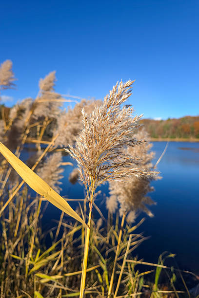 istock Autumn Reed Close-Up by Lakeshore Under Clear Blue Sky 2250013683