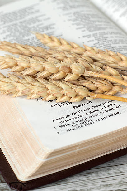 istock Close-up of open holy bible book with wheat bundle 2250017131