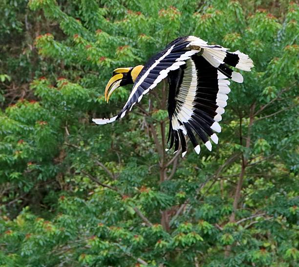 istock The Great Indian Hornbill Buceros bicornis in flight. 2250018970
