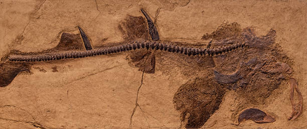 istock fossil of prehistoric fish in the stone 2250021911