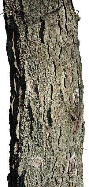 istock Acacia tree trunk with rough, cracked bark covered with grey lichen 2250022911