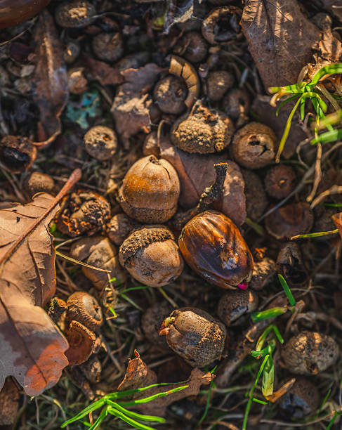 istock Autumn acorns scattered on forest ground in sunlight. 2250022979