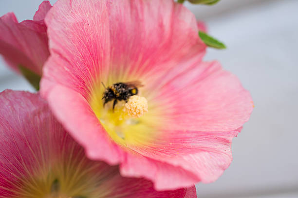 Closeup of bee pollinating inside large pink flower