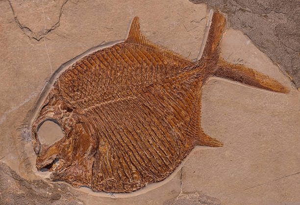 istock fossil of prehistoric fish in the stone 2250023045
