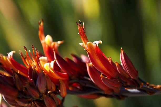 The beautiful red flower of the Harakeke bush in bloom. Also known as the New Zealand Flax bush or Phormium.