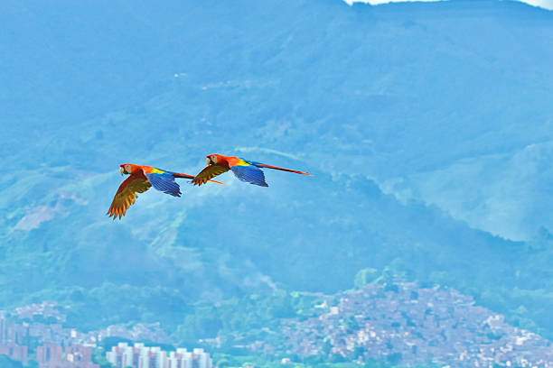 2 macaws flying in the sky of Medellin, Colombia with a part of the district of Belén and the green mountains in the background.