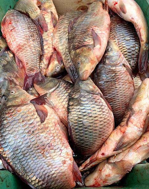 istock Image of freshly caught river fish on the counter. 2250027430