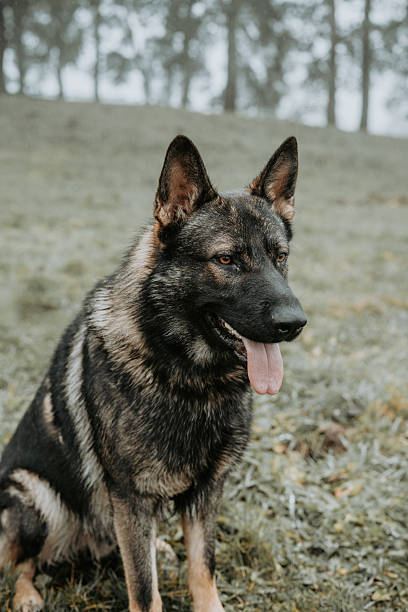 istock portrait of a German shepherd 2250028705