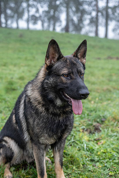 istock portrait of a German shepherd 2250028707