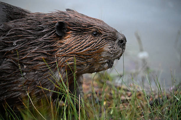 istock Up Close beaver From The Side 2250028924