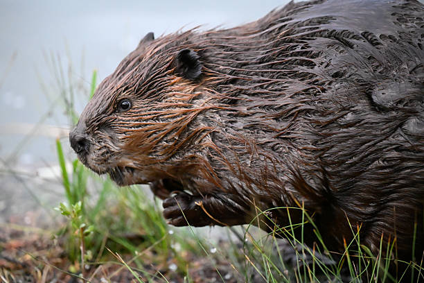 istock Wild Beaver Close Up shot 2250028925