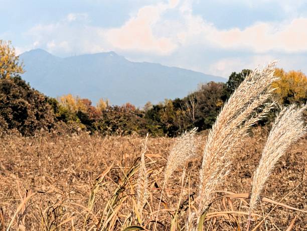 Pampas grass and Blue sky