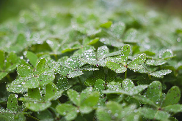 Clover