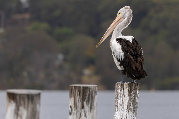 istock Australian pelican (Pelecanus conspicillatus), Narooma, NSW, November 2025 2250033448