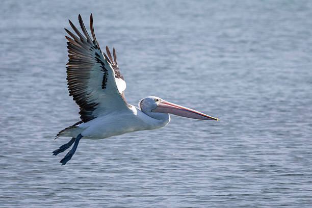 istock Australian pelican (Pelecanus conspicillatus), Narooma, NSW, November 2025 2250033462