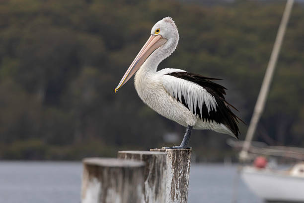 istock Australian pelican (Pelecanus conspicillatus), Narooma, NSW, November 2025 2250033471