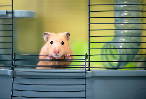istock A Syrian hamster in a cage 2250033778