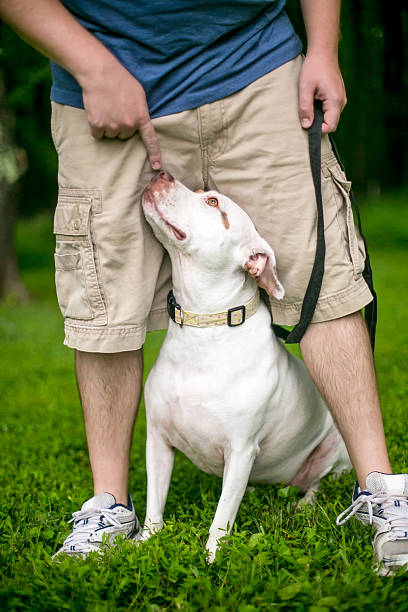 istock A mixed breed dog looking up at its owner 2250033784