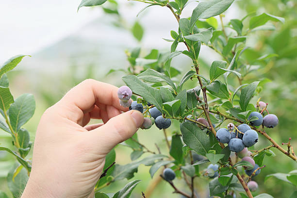 istock Ripe blueberries on bunch in an orchard 2250034919