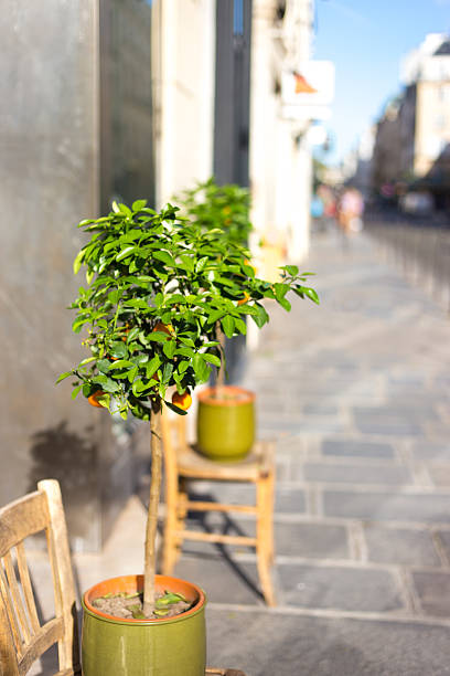 Paris, France: Small Orange Trees on Rue de Turenne in the Marais. The trees decorate the entrance to a boutique.