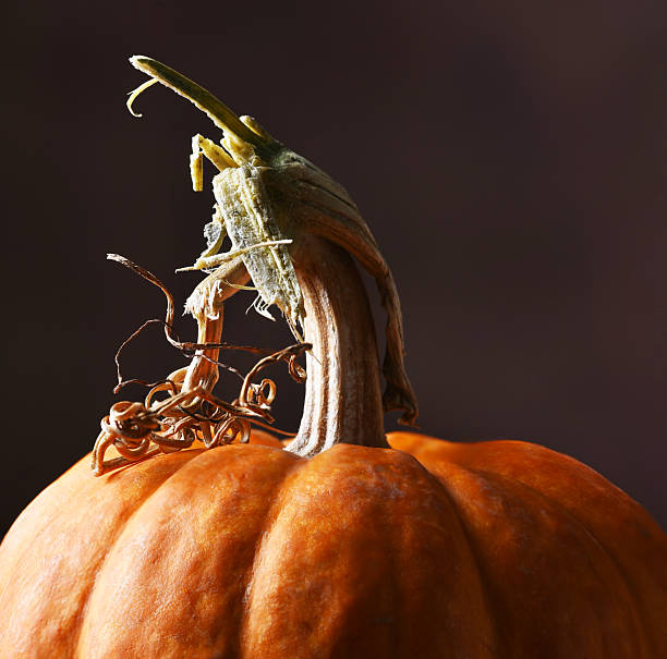 a little pumpkin with some jewelry on red background