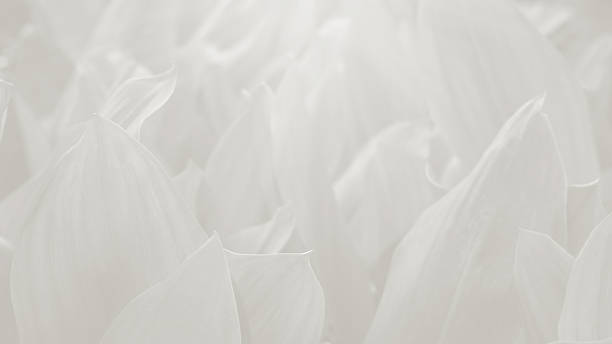 istock White leaves create a soft background in a natural setting during daylight hours 2250039278