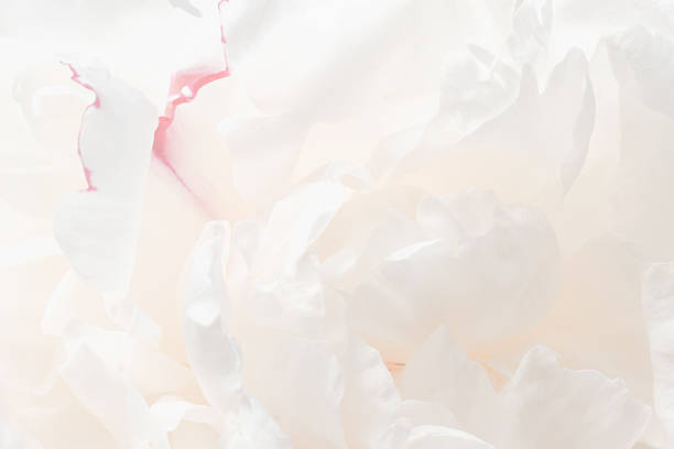 istock White peonies bloom with soft petals, showcasing delicate layers in natural light 2250039280