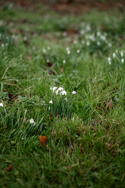istock Snowdrops flowers in springtime, floral spring background 2250039411