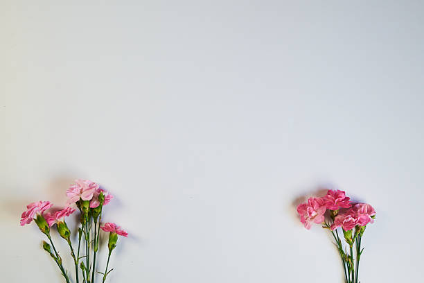 istock Carnations in the foreground against a light blue background 2250039520