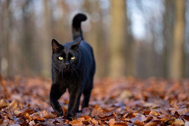 istock cat roaming in autumn forest 2250039695