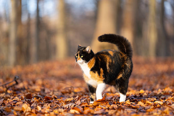 Calico cat in autumn forest standing on the ground with fluffy tail
