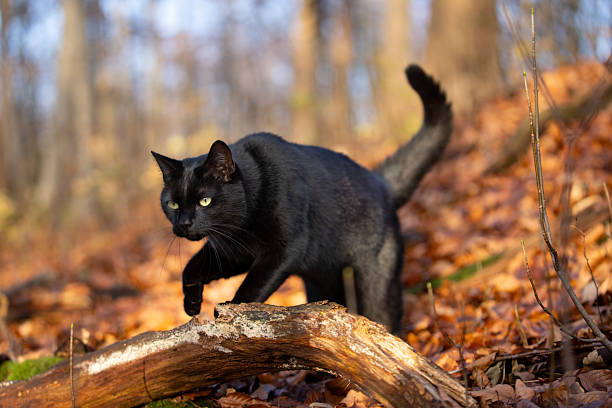istock cat roaming in autumn forest 2250039697