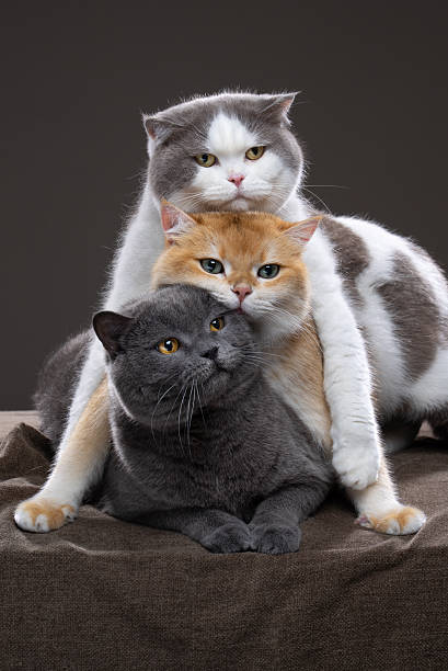 istock stack of three british shorthair cats cuddling 2250039698