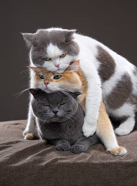 istock stack of three british shorthair cats cuddling 2250039701