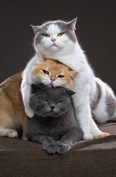 istock stack of three british shorthair cats cuddling 2250039721