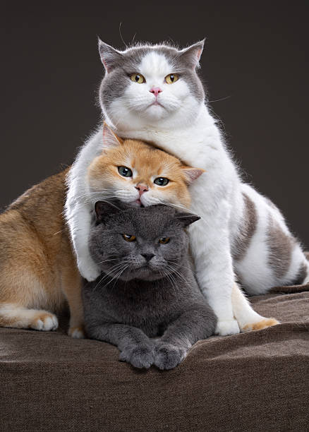 stack of three british shorthair cats cuddling