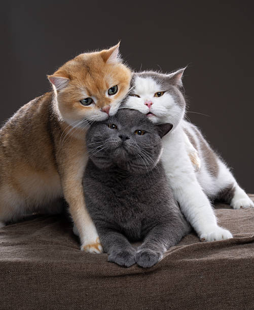 istock stack of three british shorthair cats cuddling 2250039726